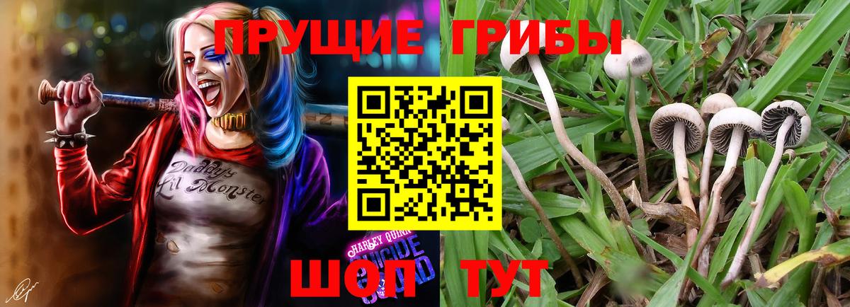 Псилоцибиновые грибы Psilocybine cubensis Печора